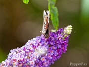 Vlinders en bijen en libellen in onze tuin